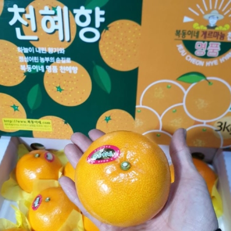 [이가네과일야채] 제주 천혜향  2.5kg~3kg 내외 8과~15과