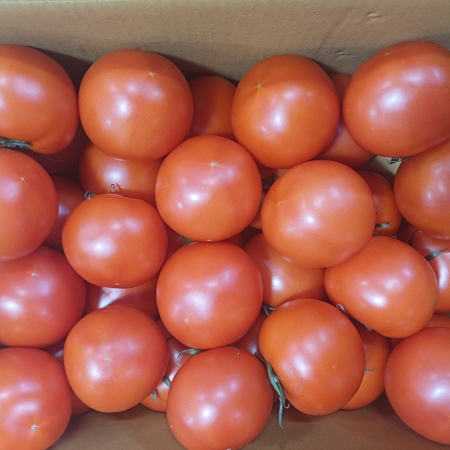 [고흥청과]가락시장직송 완숙토마토 1kg/2.5kg/5kg