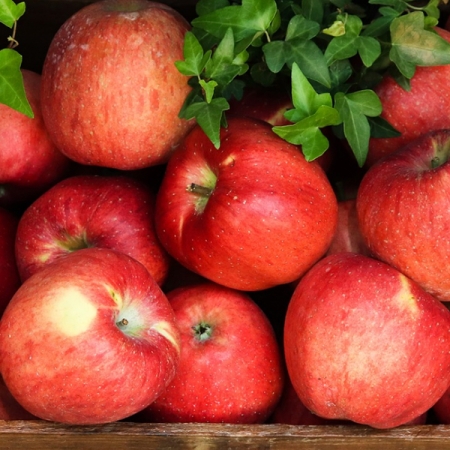 [사과캄스] 빨간 부사 사과 1.5kg 2kg 3kg 가성비 실속형 오커