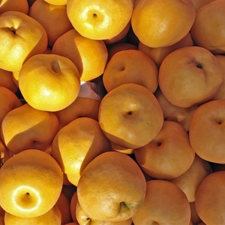 [특가최고] 가정용 신고 배 달콤한 배 소과 5kg