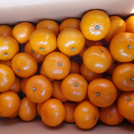 [이가네과일야채] 천혜향  가정용 벌크포장