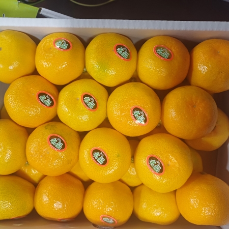 [고흥청과]가락시장 직송 고당도  하우스 귤 1팩/2팩/4팩/3kg