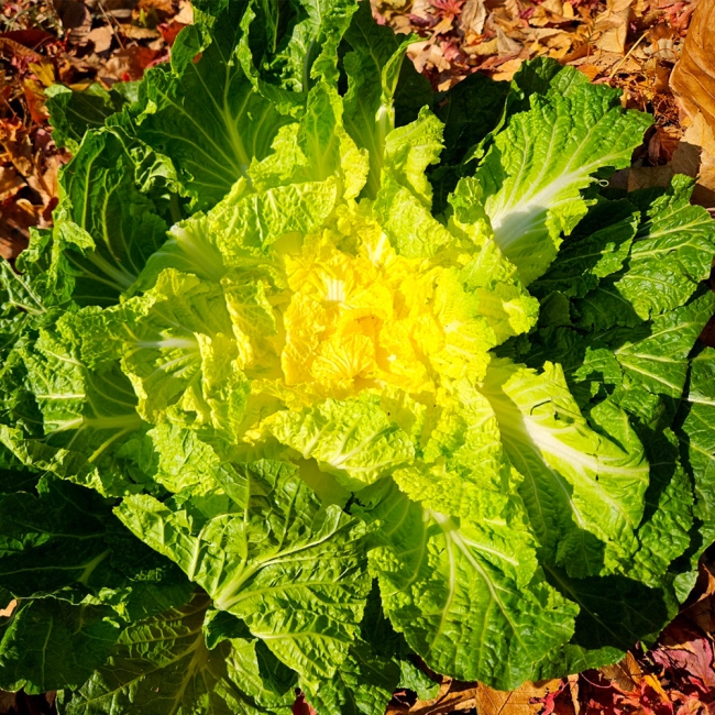 진도해풍봄동1kg(2-6입)/2kg(4-12입)/3kg(10-16입)