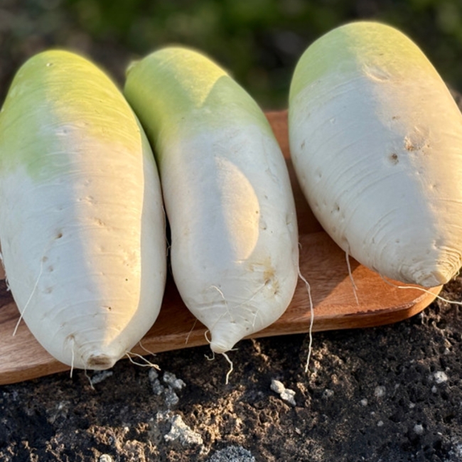 바람 맞고 자란 제주도 햇 월동무 10kg