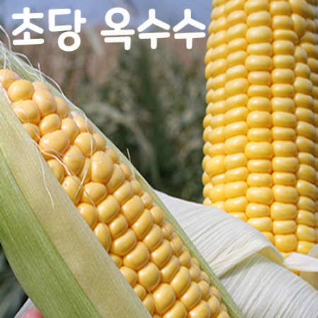 ★특가★ 아삭하고 달콤한 초당옥수수 (산지직송)