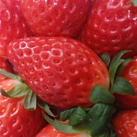 [고흥청과]가락시장직송 장희딸기 500g/1kg