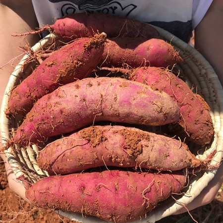 해남 세척 고구마 3kg, 5kg, 10kg (한입/ 중상/ 특상/ 대)