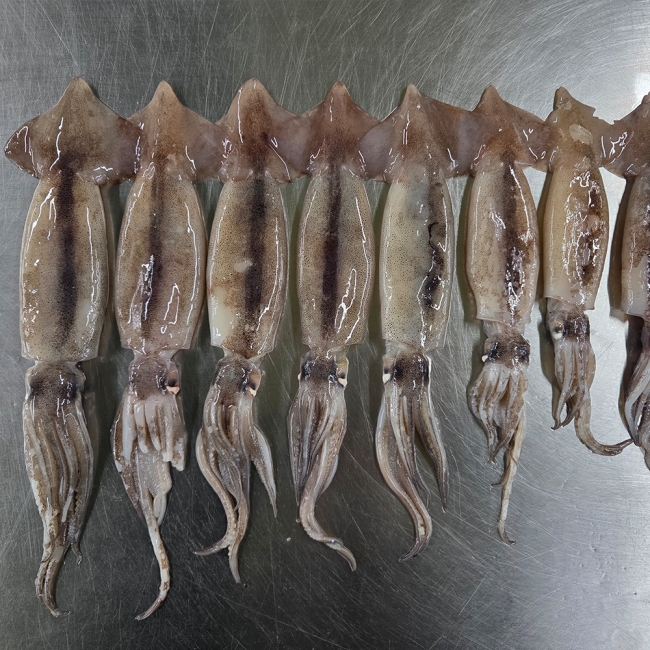 통찜용 총알 오징어 500g (4-7미) /x2개/ x3개