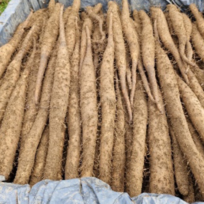 안동 마 알뜰 1kg, 2 kg/ 중품 1kg, 2 kg / 특품 1kg, 2 kg