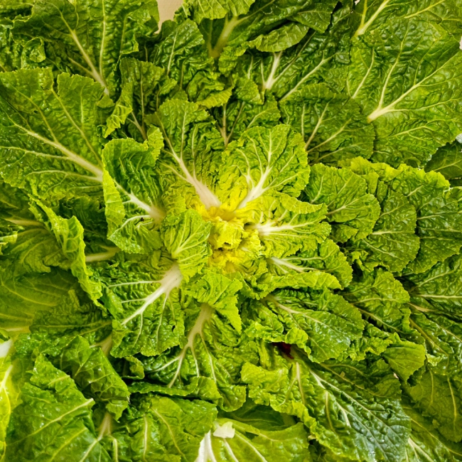 진도해풍봄동1kg(2-6입)/2kg(4-12입)/3kg(10-16입)