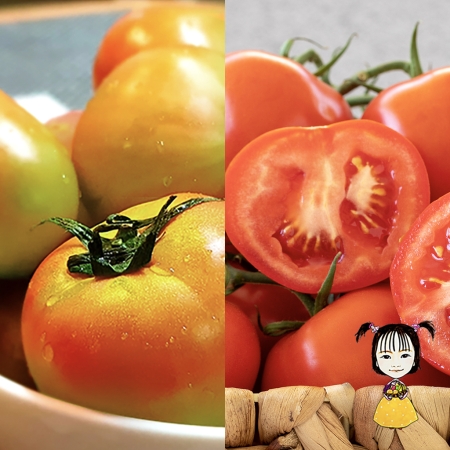 [착한가격]세진이네 과일 프리미엄 [정품]  완숙 토마토 5kg