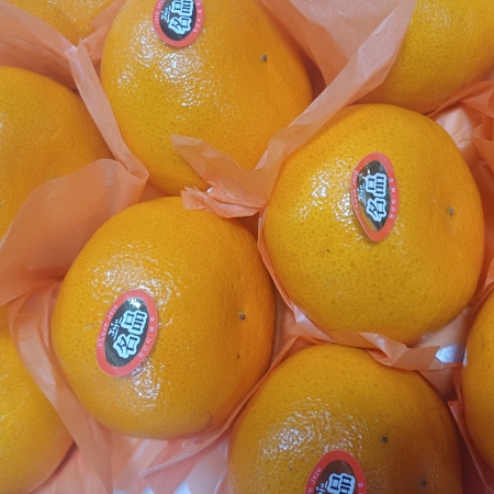 [고흥청과]가락시장직송 천혜향 3kg/5kg