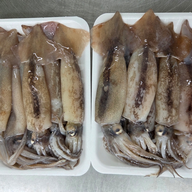 통찜용 총알 오징어 500g (4-7미) /x2개/ x3개