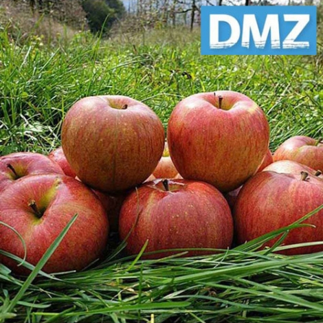 [첫출하/DMZ 철원사과] 고당도 철원사과 부사 [3kg-5kg][소과/중과/대과]