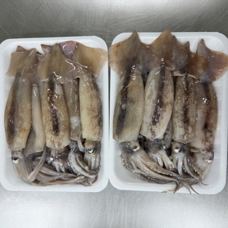 식감 좋은 원양에서 잡은 통찜용 급냉 총알 오징어 500gx 2개/ 1kg