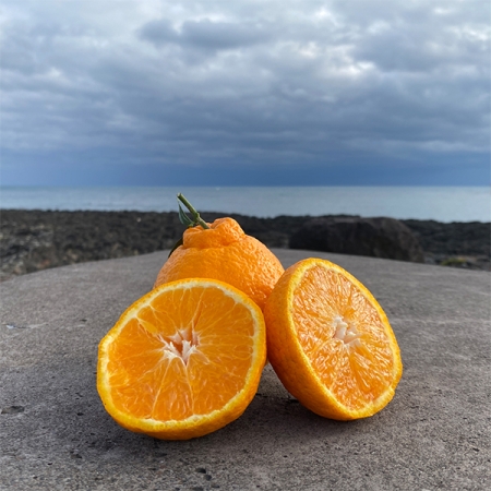 프리미엄 고당도 한라봉(푸)