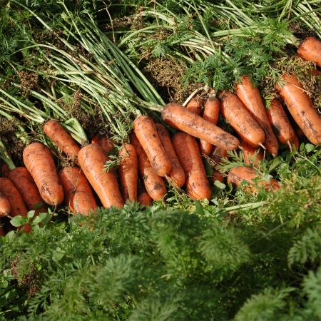 [유수담] 제주 구좌 정품 햇당근 중 상 2kg 5kg