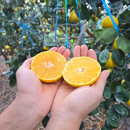 과즙이 일품인  고당도  황금향(푸)