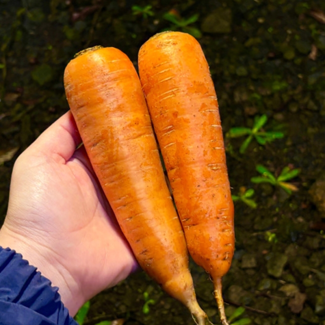 당일수확 당근맛집! 제주도 왕 구좌당근 3kg / 5kg / 10kg