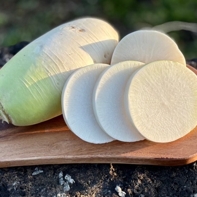 바람 맞고 자란 제주도 햇 월동무 10kg