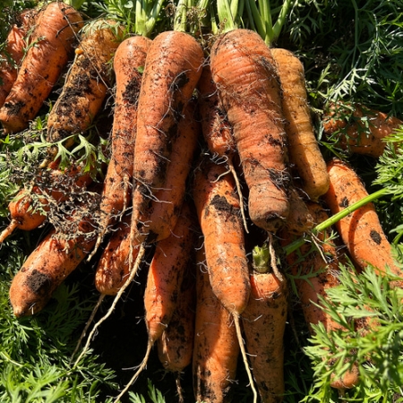 제주 흙당근 중상특(1.5kg /2.5kg/4.5kg/9kg)