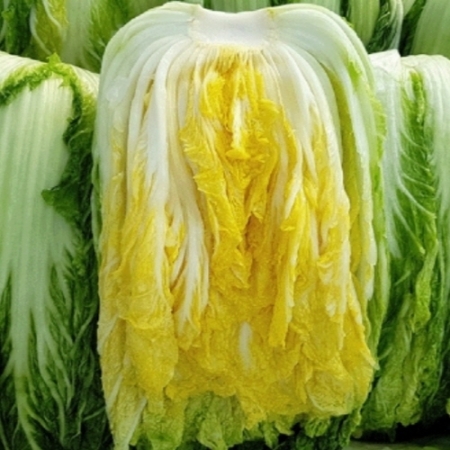 ☆괴산 김장 절임배추 날짜지정☆ 절임배추 20kg(8~13포기 내외)