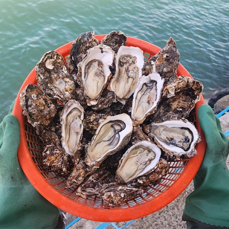 신선함을 그대로 여수 석화(푸)