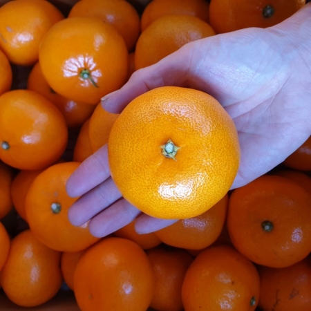 [이가네과일야채] 천혜향  가정용 벌크포장