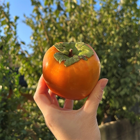 제철을 맞은 햇  대봉감(푸)