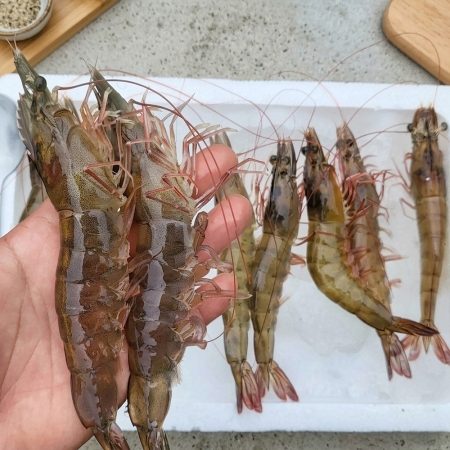 국산 탱글탱글 흰다리새우 활새우 생새우 500g 1kg