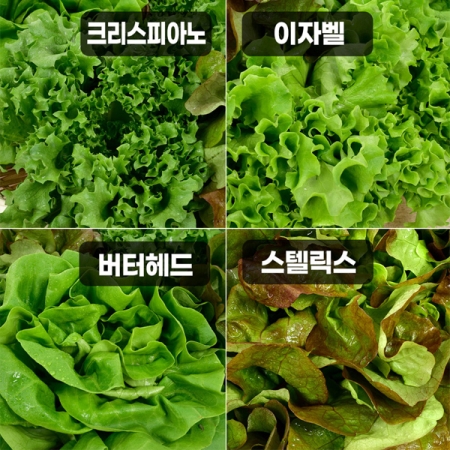 [무농약/수경재배] 유러피안 샐러드 야채 모듬세트 [1kg/4종]