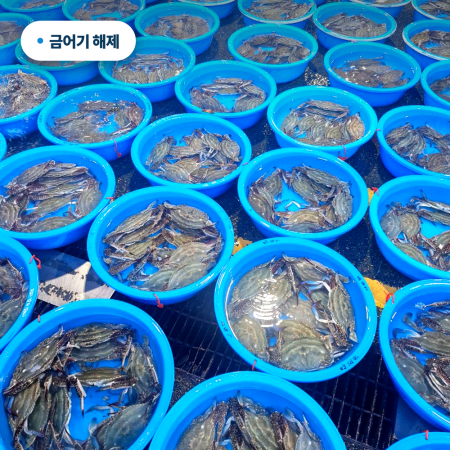 [산지직송] 제철 맞은 싱싱한 국내산 활 숫꽃게 1~3미