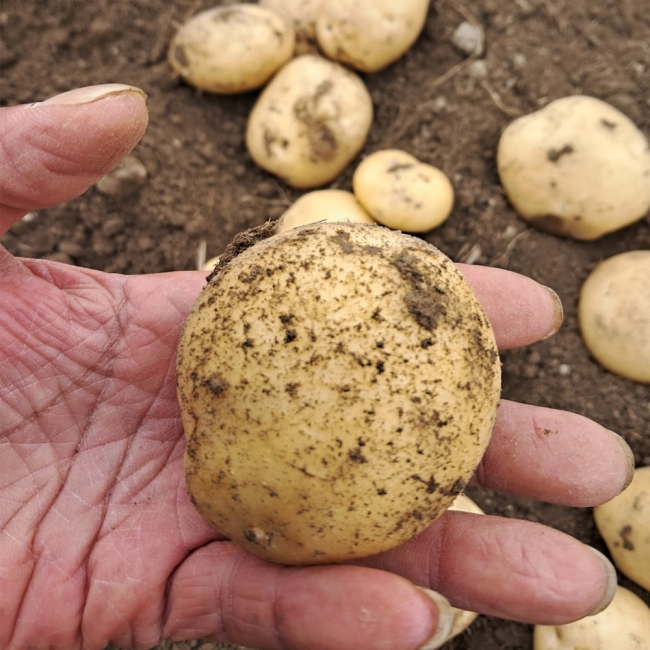 설봉감자 (대, 특) 1.5kg/ 3kg/ 5kg