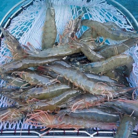 국산 탱글탱글 흰다리새우 활새우 생새우 500g 1kg
