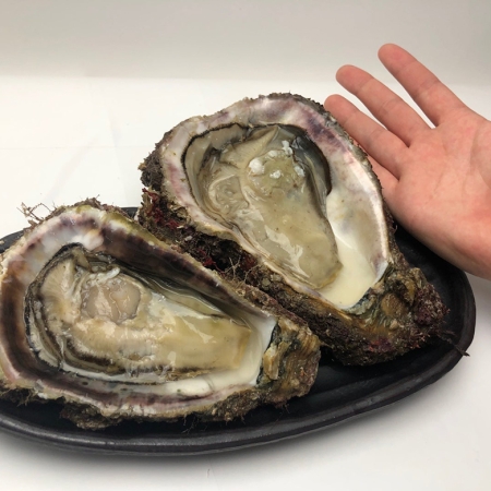 입안 가득 바다향기! 제철 바위굴 1kg