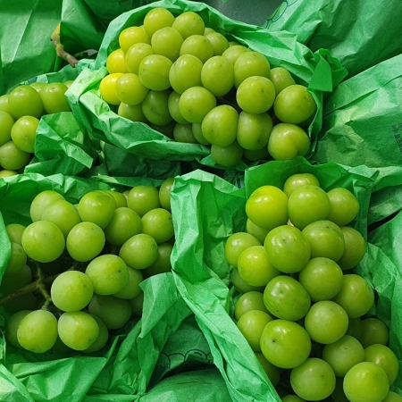 국내산 고당도 하우스 샤인머스켓 청포도 샤인머스캣 1kg/2kg/4kg