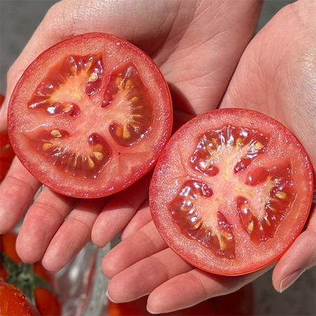 [토마캄스] 완숙 토마토 2kg 3kg 5kg