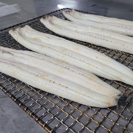 고창 풍천 장어 (자포니카, 무태장어) -(푸른컴)
