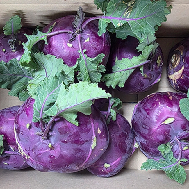 콜라비 2KG/3KG/5KG/10KG 내외