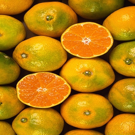 [착한가격] 세진이네 과일 조생 감귤 5kg  / 프리미엄 한라봉 3kg - 12월 초 배송 예정 / 고당도 황금향 3kg