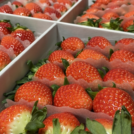 [고흥청과]가락시장직송 금실딸기(3*4&3*5) 500g/1kg/2kg