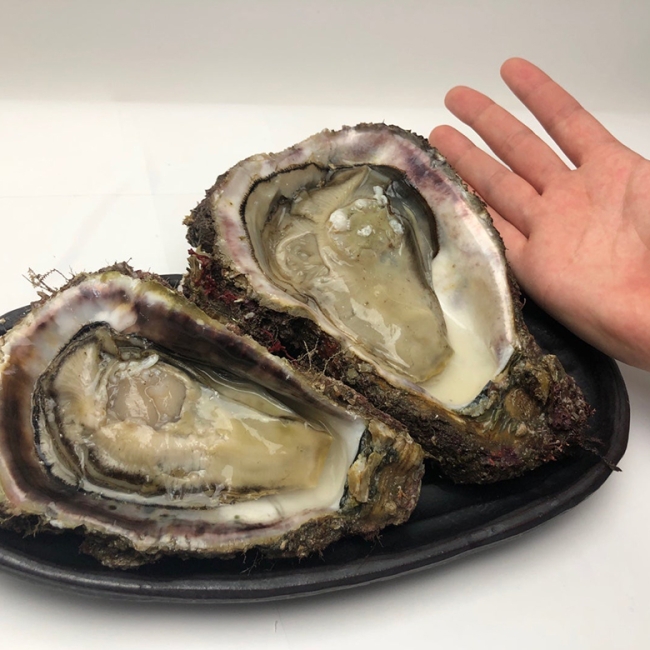 입안 가득 바다향기! 제철 바위굴 1kg