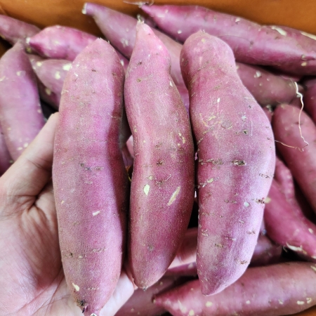 전남영암 고구마 토울고구마 꿀고구마 황금고구마 로얄과 못난이고구마 한입고구마 2kg