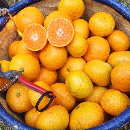 청정 제주 노지 감귤(푸)