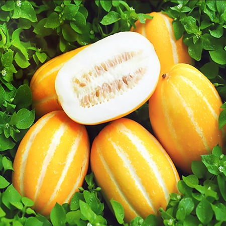 [착한가격] 세진이네 과일 맛있는 가정용 / [정품] 프리미엄 노란 성주 꿀 참외