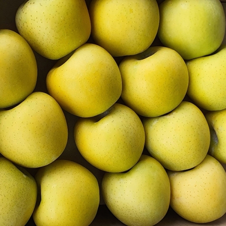 [사과최고] 황금빛 시나노 골드 사과 2kg 3kg 5kg