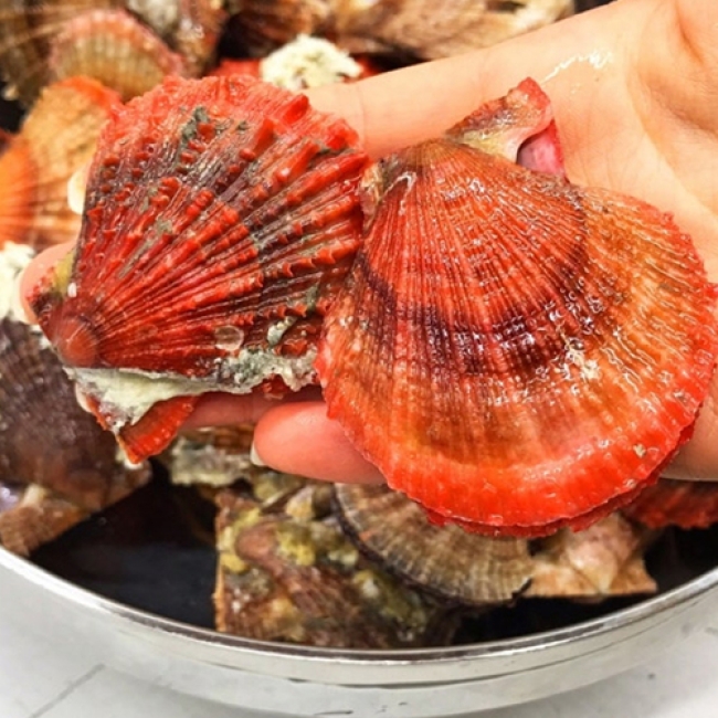 단백한 맛이 일품! 제철 비단가리비 1kg