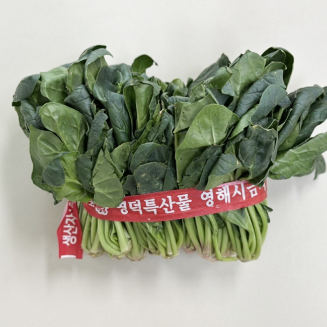 바닷바람 맞고 자란 영해초 시금치 1~4단