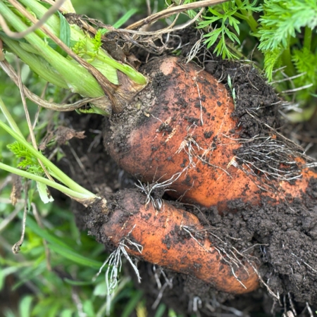 국내산 흙당근 10kg