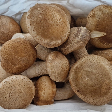 국내산 송화버섯 송향버섯 쫄깃한 고기식감 500g/1kg